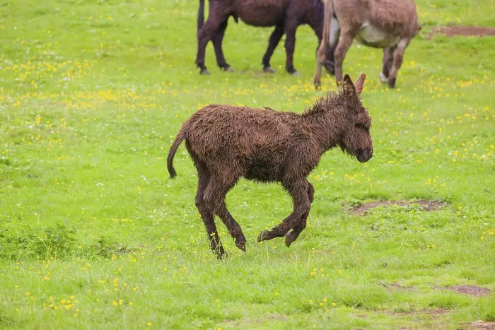 Framed Print : A mixed breed donkey foal runs across a green meadow