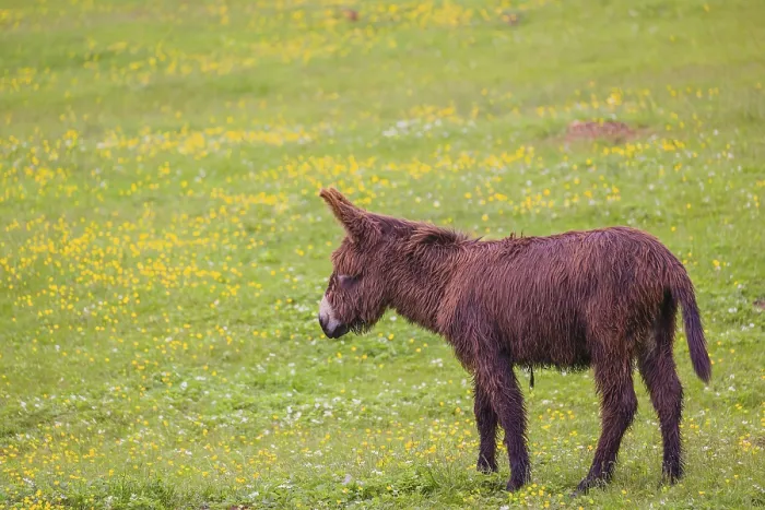 Framed Print : A mixed breed donkey foal runs across a green meadow