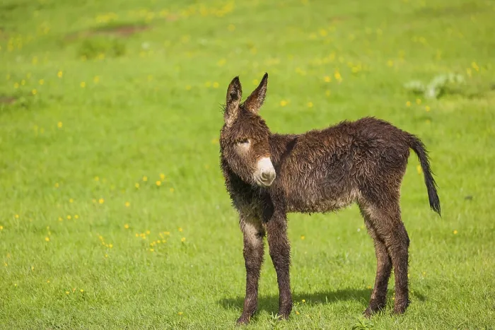 Framed Print : A mixed breed donkey foal stands in a meadow and stretches itself Framed Print : A mixed breed donkey foal stands in a meadow and stretches itself