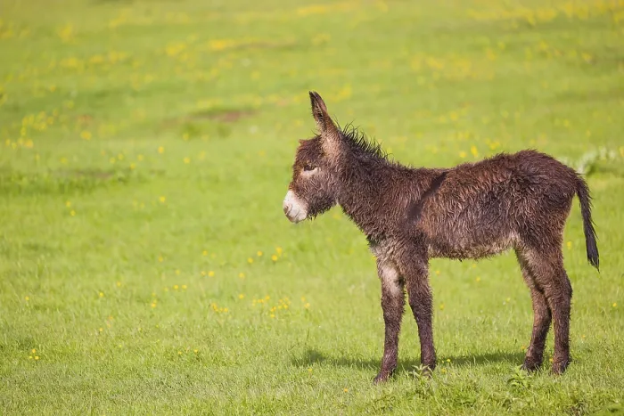 Framed Print : A mixed breed donkey foal stands in a meadow and stretches itself
