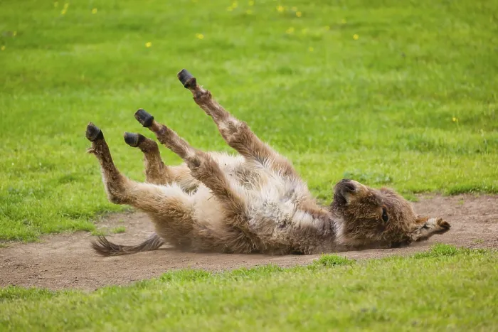 Framed Print : A mixed breed donkey foal takes a dust bath