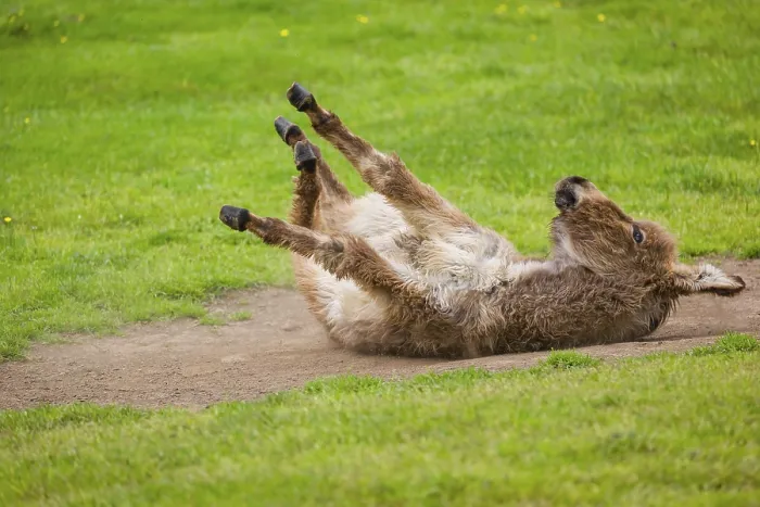 Framed Print : A mixed breed donkey foal takes a dust bath