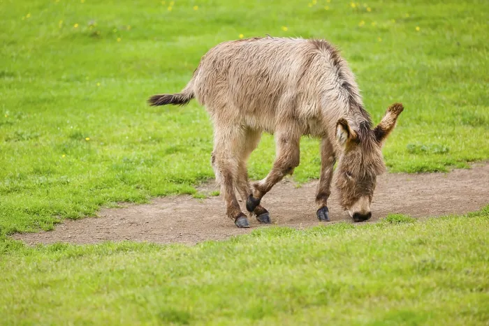 Framed Print : A mixed breed donkey foal takes a dust bath Framed Print : A mixed breed donkey foal takes a dust bath