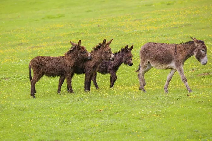 Framed Print : Three mixed breed donkey foals walk side by side to a bad tempered adult female donkey in a paddock