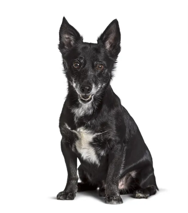 Framed Print : Mixed-breed, Jack Russell, sitting against white background