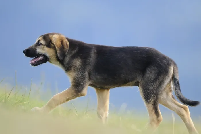 Framed Print : Mixed breed puppy running on a green meadow Framed Print : Mixed breed puppy running on a green meadow