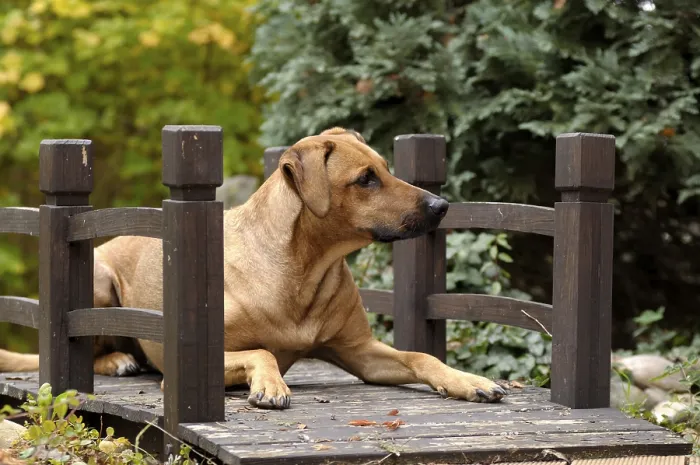 Framed Print : Mixed-breed Rhodesian Ridgeback lying on a wooden bridge Framed Print : Mixed-breed Rhodesian Ridgeback lying on a wooden bridge