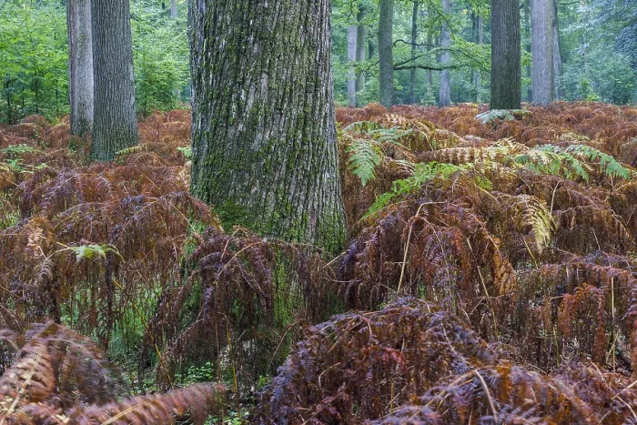Framed Print : Mixed deciduous forest with bracken in autumn Framed Print : Mixed deciduous forest with bracken in autumn