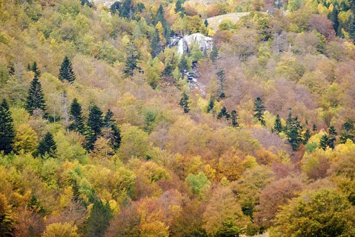 Framed Print : Mixed deciduous forest, Molieres valley Framed Print : Mixed deciduous forest, Molieres valley