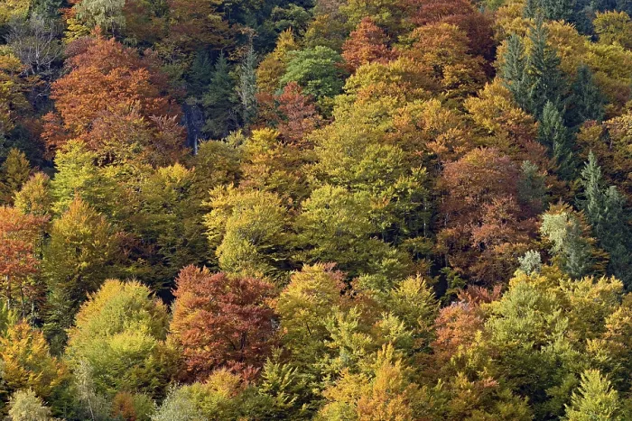 Framed Print : Mixed deciduous forest on the mountain slope with autumn colouring