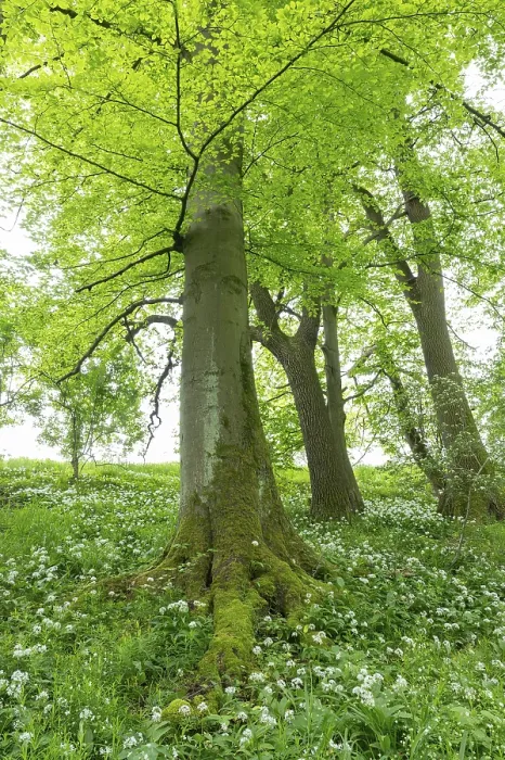 Framed Print : Mixed deciduous forest, ramson (Allium ursinum) flowering