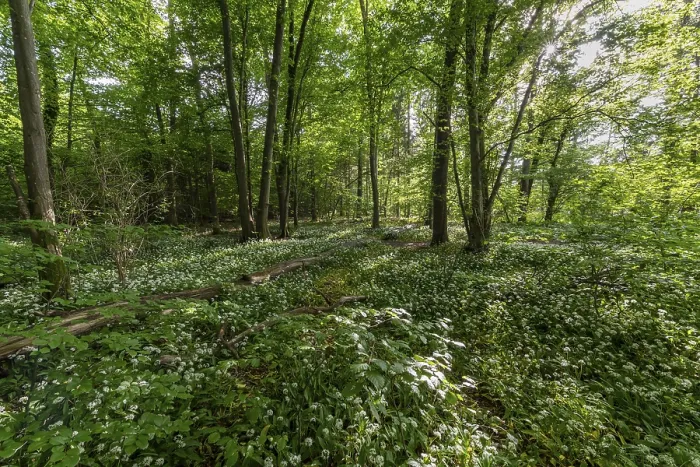 Framed Print : Mixed deciduous forest in spring Framed Print : Mixed deciduous forest in spring