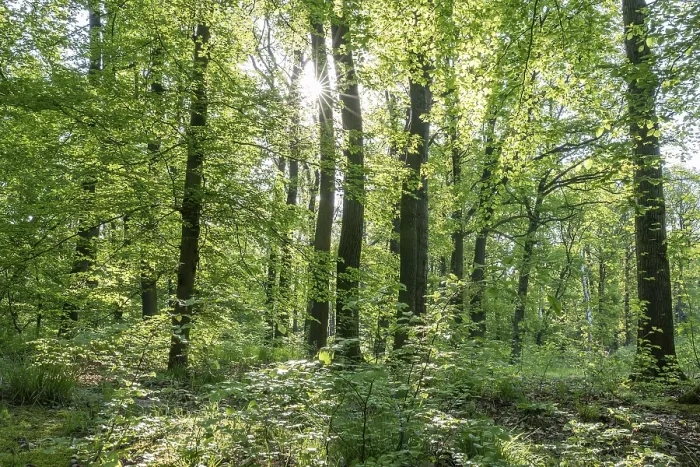 Framed Print : Mixed deciduous forest in spring backlit with sun star Framed Print : Mixed deciduous forest in spring backlit with sun star