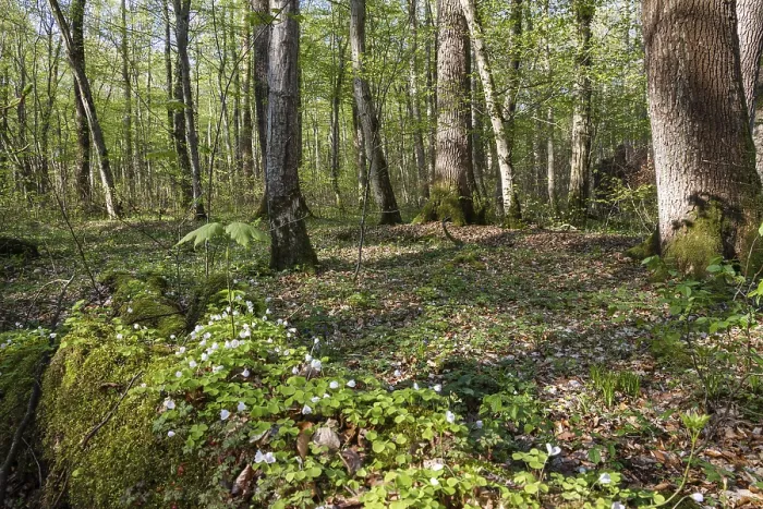 Framed Print : Mixed deciduous forest in spring with hornbeams and oaks Framed Print : Mixed deciduous forest in spring with hornbeams and oaks