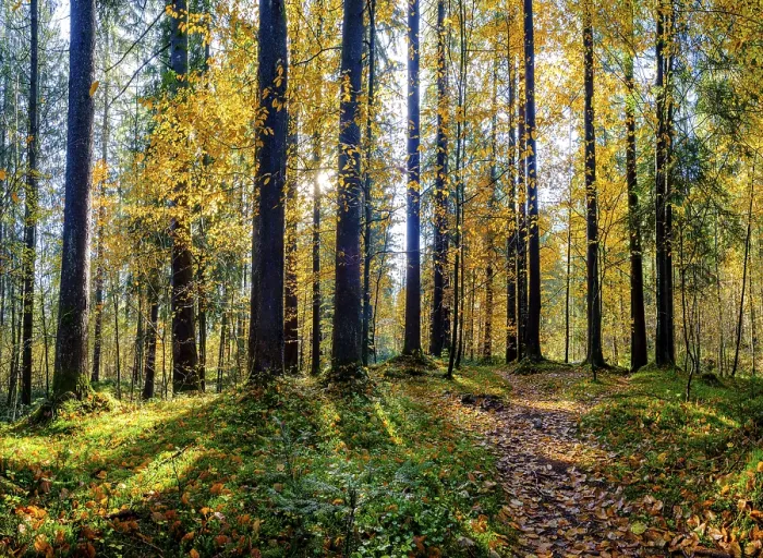 Framed Print : Mixed forest in autumn, Bischofswiesen Framed Print : Mixed forest in autumn, Bischofswiesen