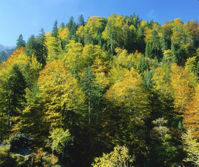 Framed Print : Mixed forest in autumn colour