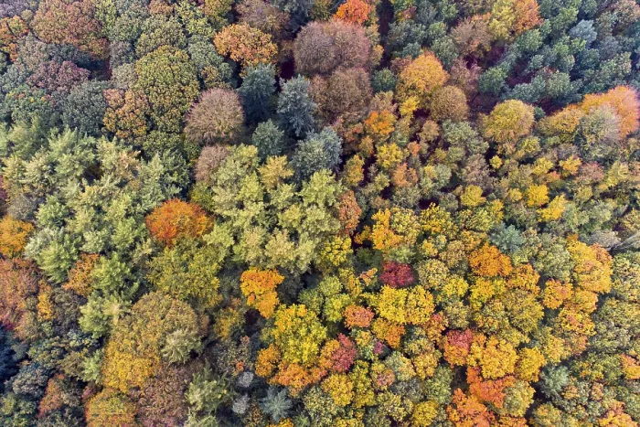 Framed Print : Mixed forest in autumn, colouring