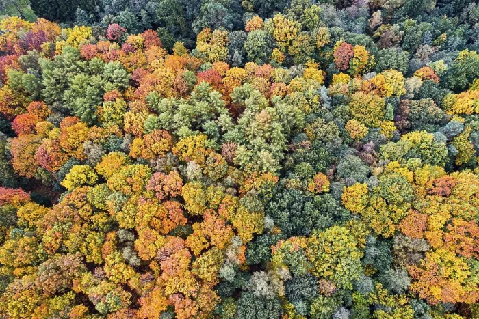 Framed Print : Mixed forest in autumn, colouring