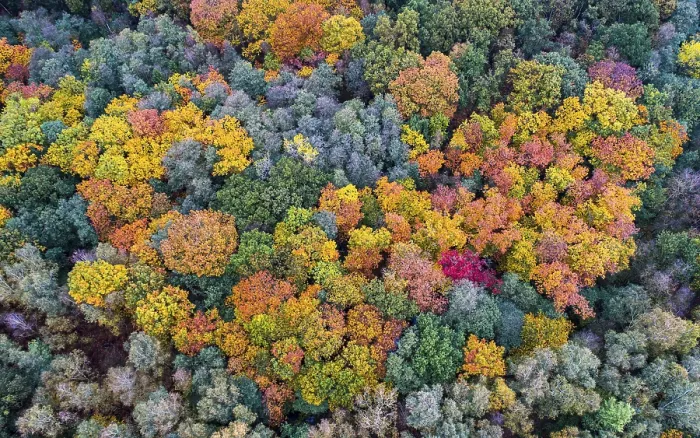 Framed Print : Mixed forest in autumn, colouring