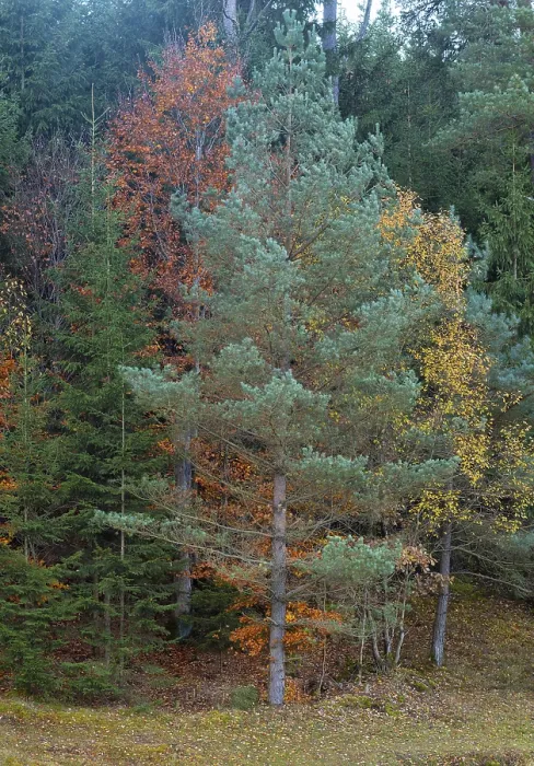 Framed Print : Mixed forest, autumn colours, autumn