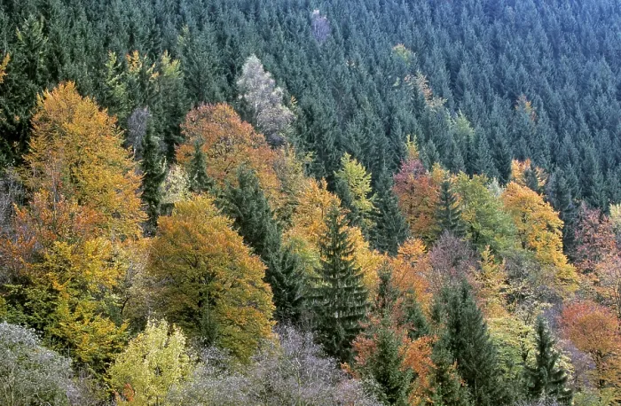 Framed Print : Mixed forest in autumn, Siebertal, Harz Mountains Framed Print : Mixed forest in autumn, Siebertal, Harz Mountains