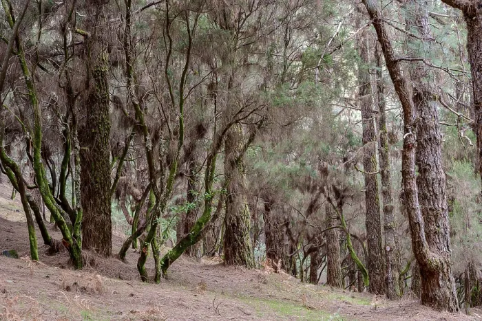 Framed Print : Mixed forest of Canary Island pine (Pinus canariensis) and laurel (Laurus nobilis)