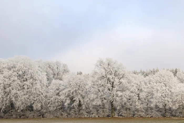 Framed Print : Mixed forest with hoarfrost, beech trees (Fagus)