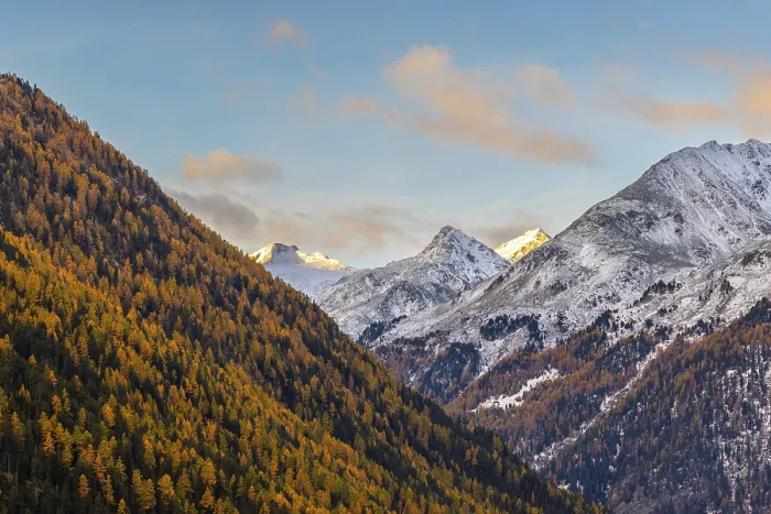 Framed Print : Mixed forest with larch trees (Larix) in autumn
