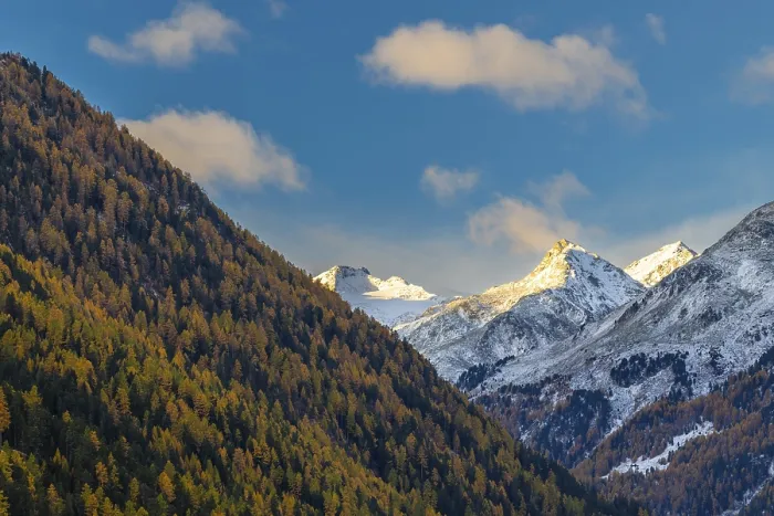 Framed Print : Mixed forest with larch trees (Larix) in autumn