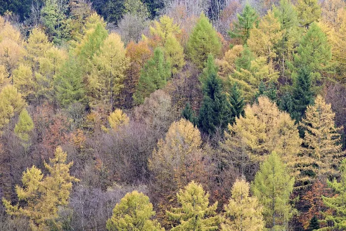 Framed Print : Mixed forest with Larches (Larix) Framed Print : Mixed forest with Larches (Larix)