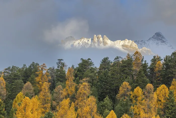 Framed Print : Mixed forest with larches (Larix) in autumn foliage off Piz Muragl
