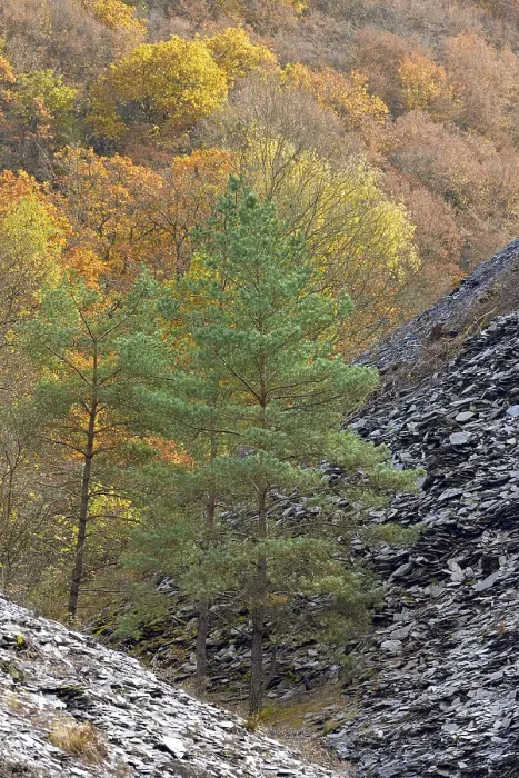 Framed Print : Mixed forest, pines (Pinus) and deciduous trees with autumn leaves between slate dumps Framed Print : Mixed forest, pines (Pinus) and deciduous trees with autumn leaves between slate dumps