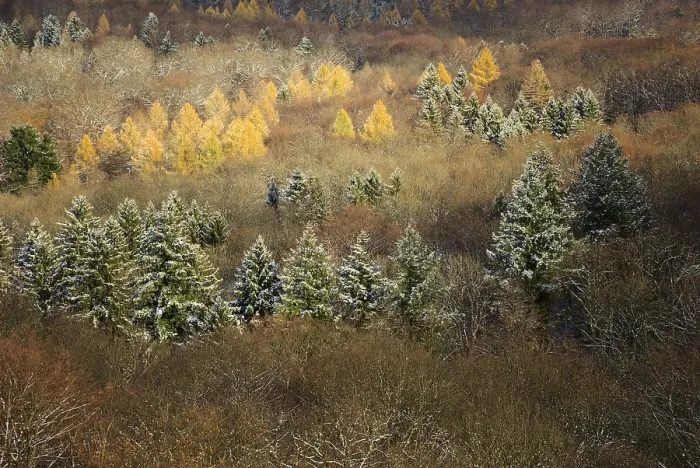 Framed Print : Mixed forest, Schwarzwald, Black Forest Framed Print : Mixed forest, Schwarzwald, Black Forest