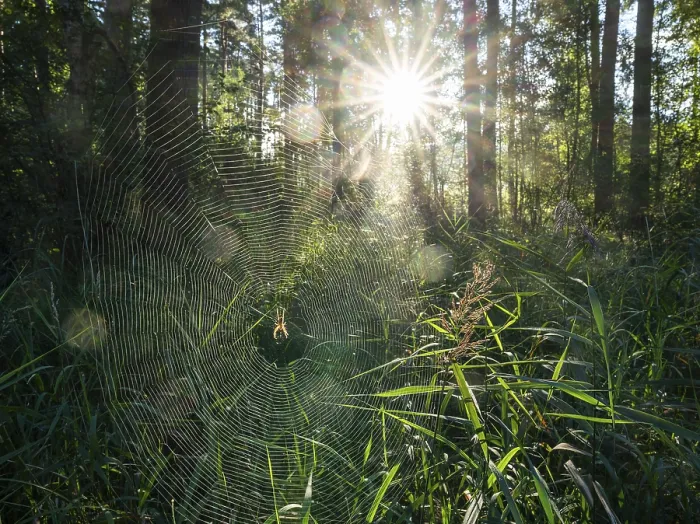 Framed Print : Mixed forest, spider web with cross spider (Araneus)