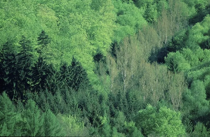Framed Print : Mixed forest in spring, Bramwald Framed Print : Mixed forest in spring, Bramwald