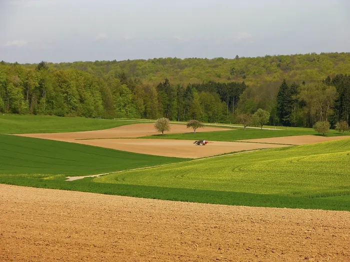 Framed Print : Mixed forest in the spring, field scenery