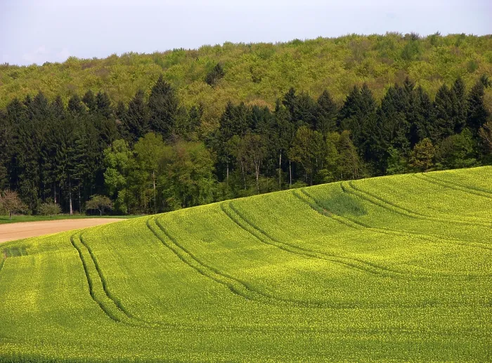 Framed Print : Mixed forest in the spring, field scenery