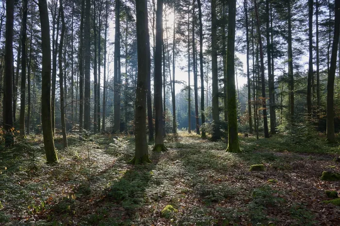 Framed Print : Mixed forest, sun, spring, Wallduern