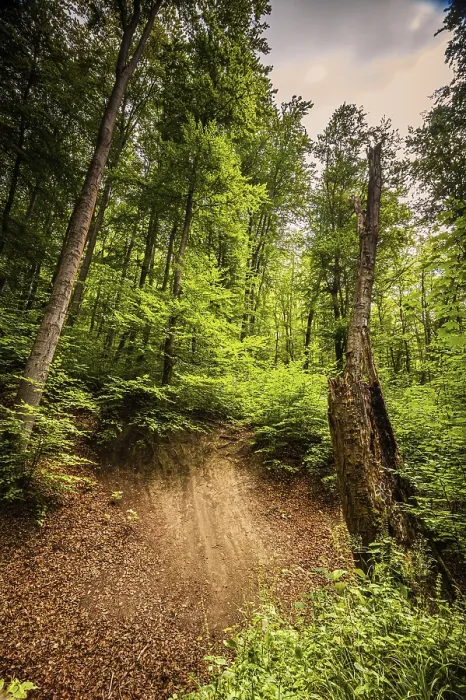Framed Print : Mixed forest in Thuringia above Jena Framed Print : Mixed forest in Thuringia above Jena