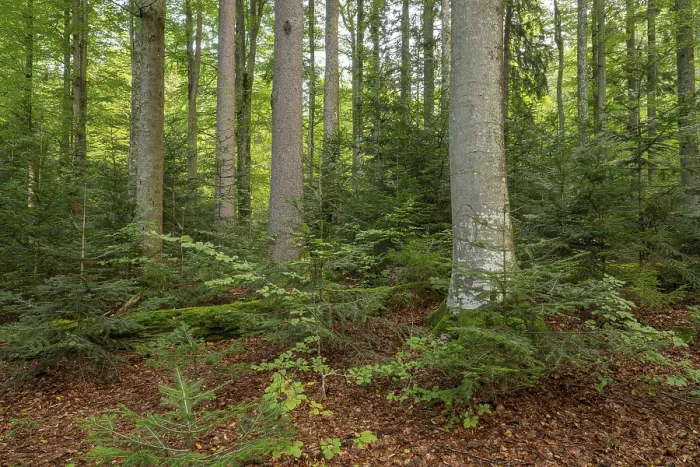 Framed Print : Mixed mountain forest with copper beech (Fagus sylvatica) and spruce (Picea abies)