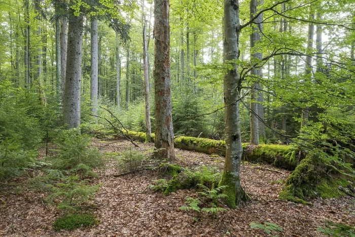 Framed Print : Mixed mountain forest with copper beech (Fagus sylvatica) and spruce (Picea abies) Framed Print : Mixed mountain forest with copper beech (Fagus sylvatica) and spruce (Picea abies)