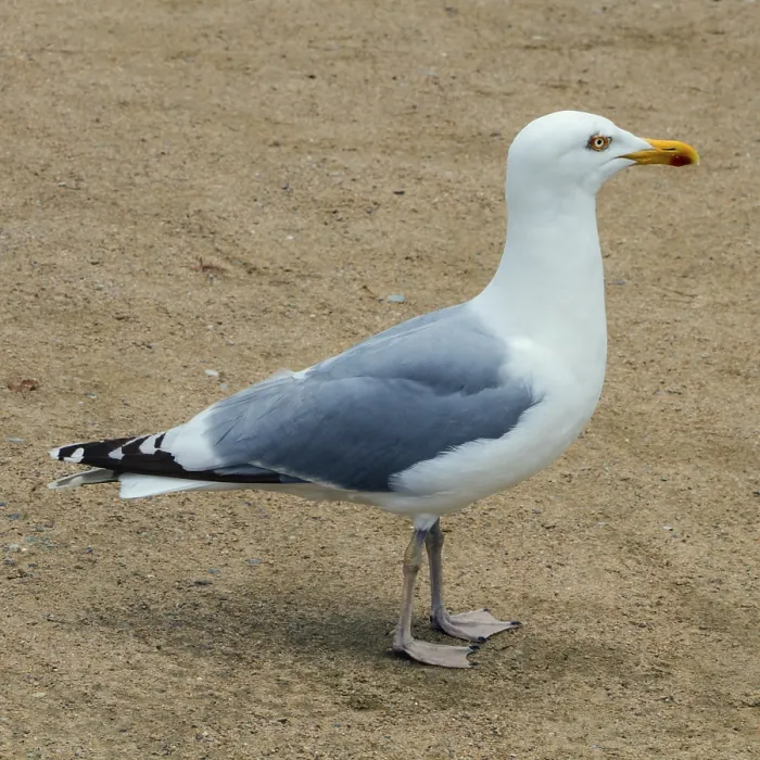 Framed Print : Moewe, seagull Framed Print : Moewe, seagull