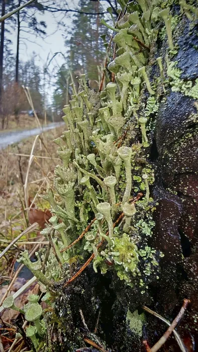 Framed Print : Moist trumpet lichen (cladonia fimbriata) on a tree trunk along a forest path Framed Print : Moist trumpet lichen (cladonia fimbriata) on a tree trunk along a forest path