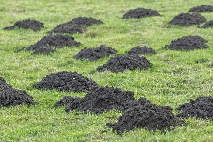 Framed Print : Molehills, mole mounds, mole-hills in field