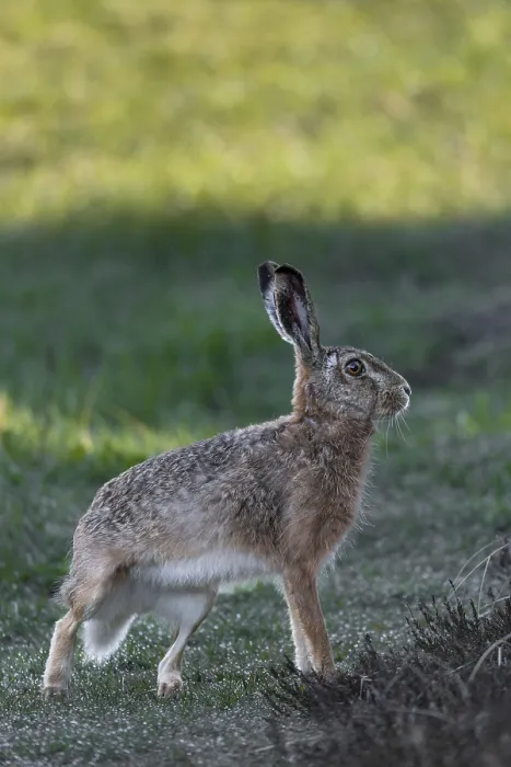 Framed Print : At the last moment, the hare (Lepus europaeus) has spotted the photographer