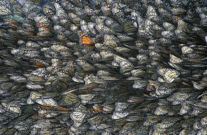 Framed Print : Monarch Butterflies (Danaus plexippus)