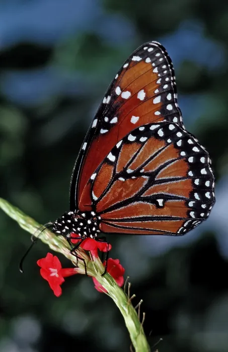 Framed Print : Monarch butterfly, Danaus eresimus, Brazil