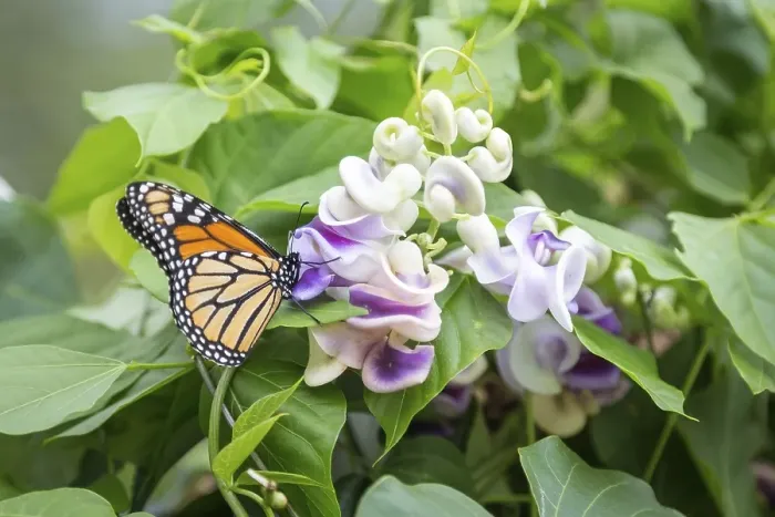 Framed Print : Monarch butterfly (Danaus plexippus) on flower