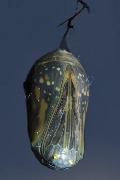 Framed Print : Monarch butterfly pupa hanging on a branch against a blue sky