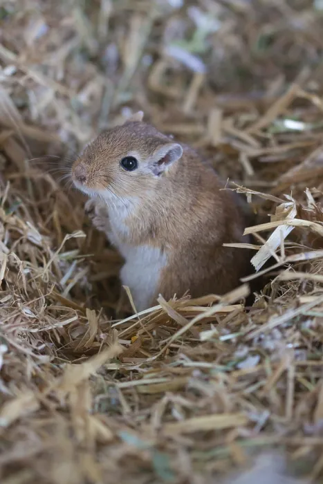 Framed Print : Mongolian gerbil (Meriones) in the terrarium